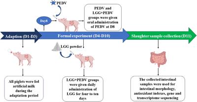 Lactobacillus rhamnosus GG powder supplementation alleviates intestinal injury in piglets challenged by porcine epidemic diarrhea virus